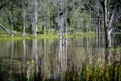 Banyula Conservation Reserve